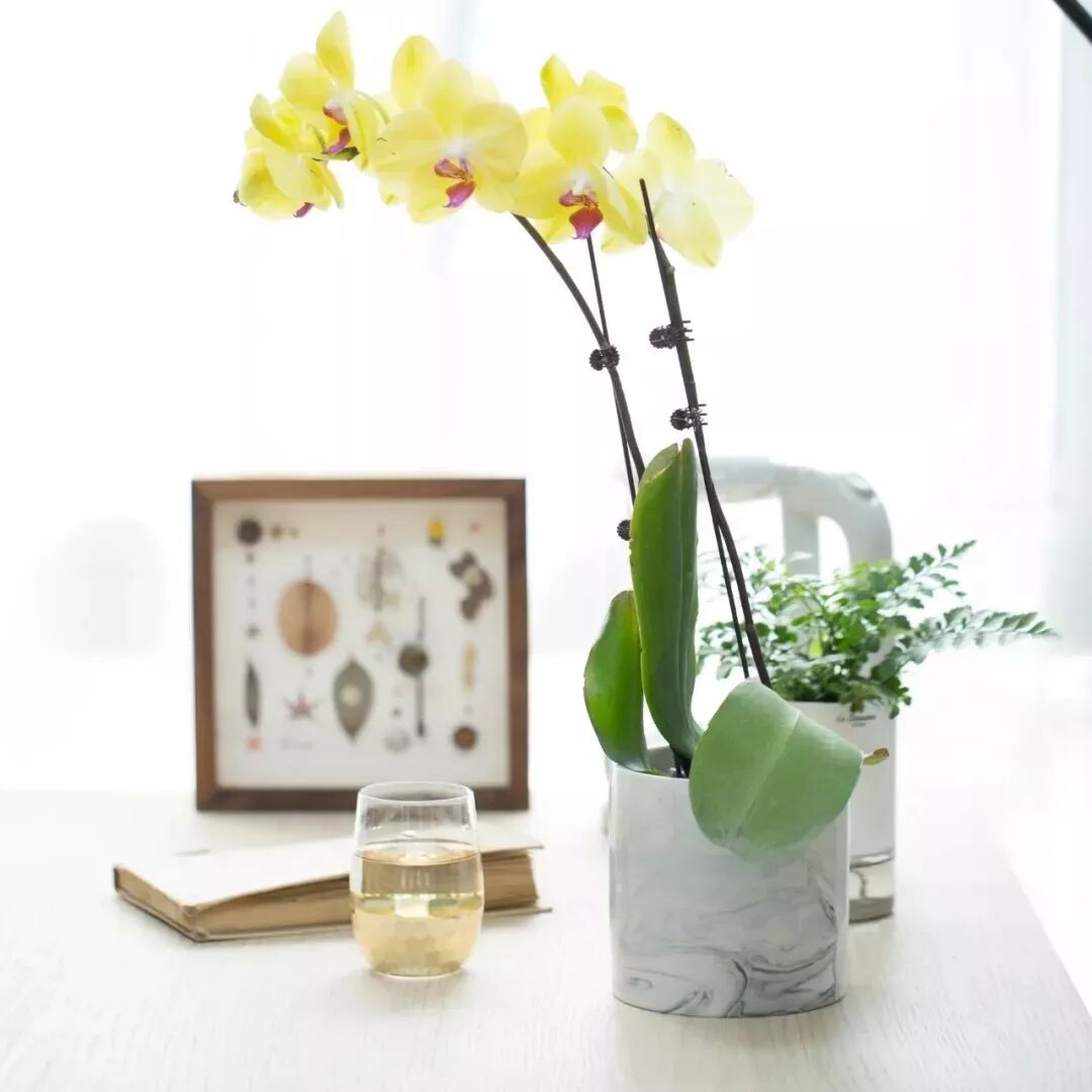 让热带兰度过这个寒冬，你可以做这些事