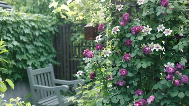 开满小院的铁线莲，你真的足够了解她吗？