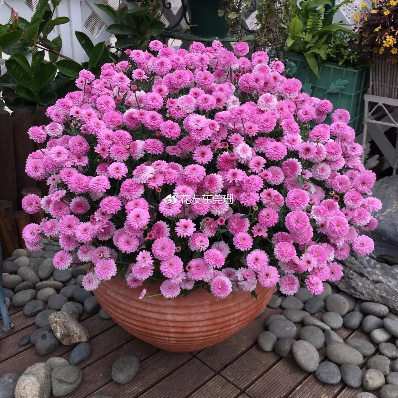 玛格丽特成长笔记——微课后续