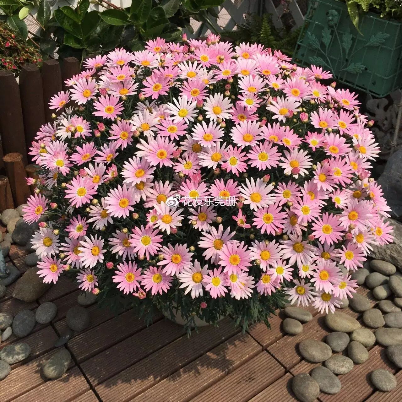 玛格丽特成长笔记——微课后续