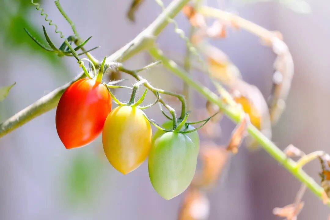 番茄？西红柿？你以为就这两种？