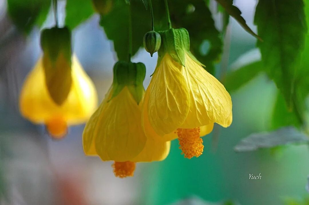 什么植物让花友惊喜连连？原来是苘麻！