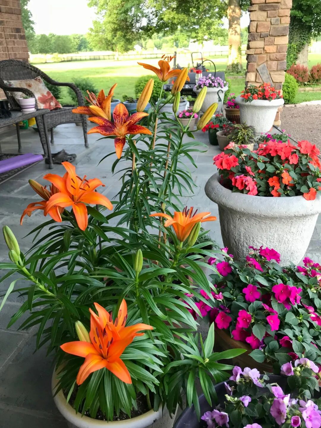 养花失败案例，避免再次踩“坑”