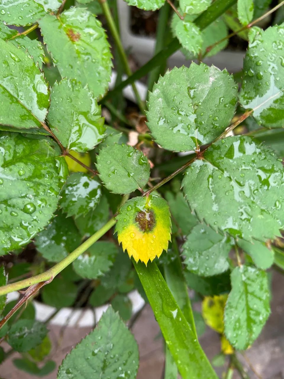 5月花事丨立夏已过 初夏的精彩才刚刚开始 塔莎的花园 微信公众号文章阅读 Wemp