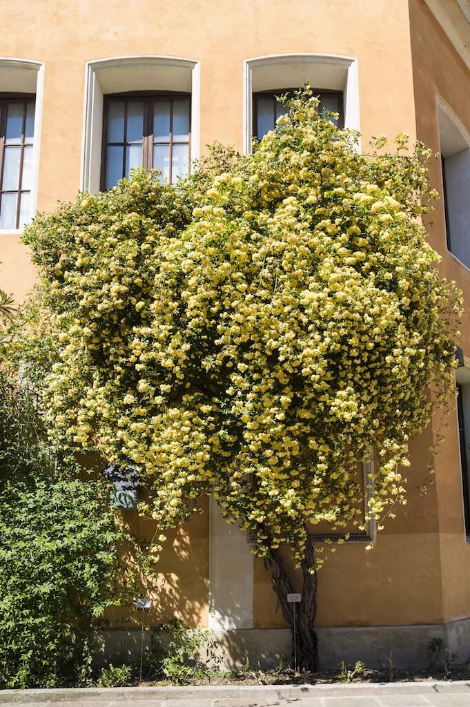 爬藤植物，让空荡荡的墙注入了灵魂