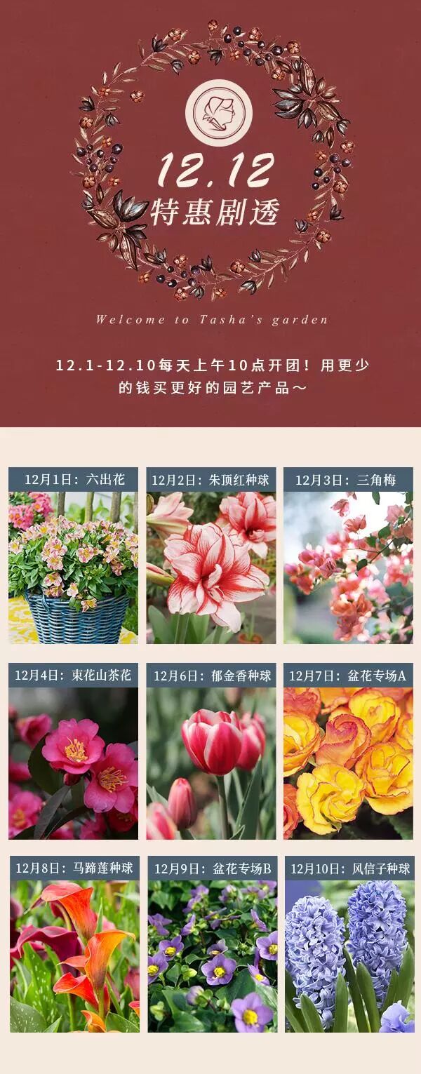 郁金香花海开团啦 超值特惠元 50球 塔莎的花园 微信公众号文章阅读 Wemp