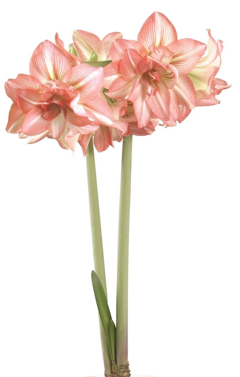 花中大仙女【朱顶红】，告诉你什么叫好养又完美球根！