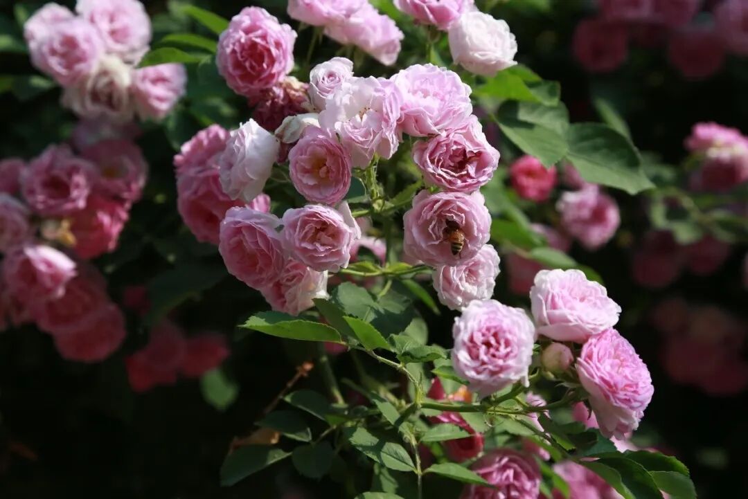 成为花界艳冠群芳的 皇后 月季背后都经历了些什么 塔莎的花园 微信公众号文章阅读 Wemp