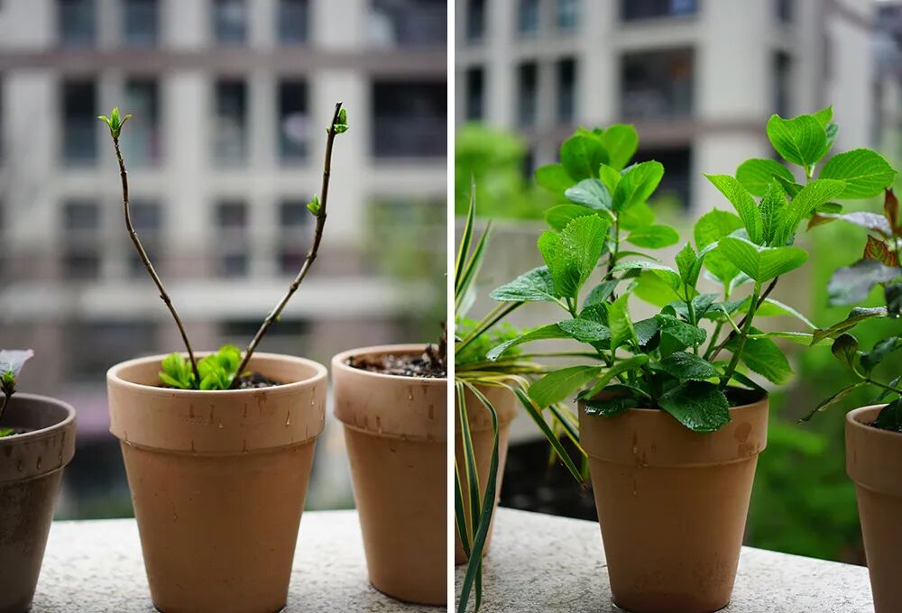 绣球最全养护清单，来咯！