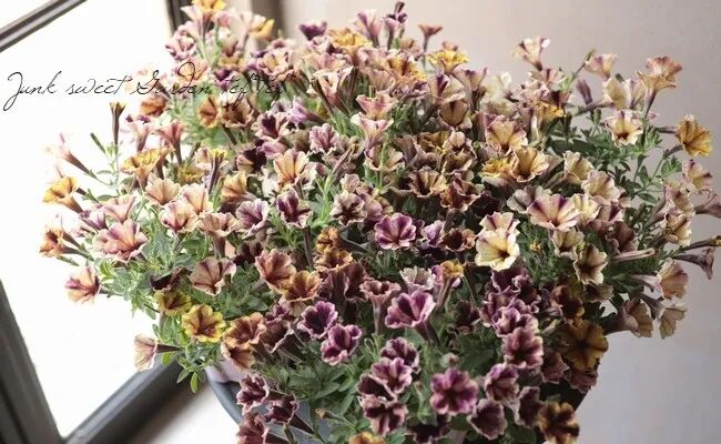 春天到了，不养一盆矮牵牛吗？（附养护技巧）