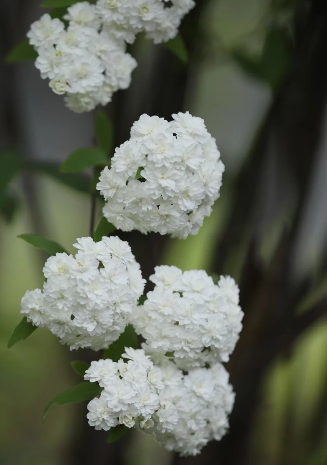 38大促倒计时丨皮实好养 开花好看 花墙花海 一次满足 塔莎的花园 微信公众号文章阅读 Wemp