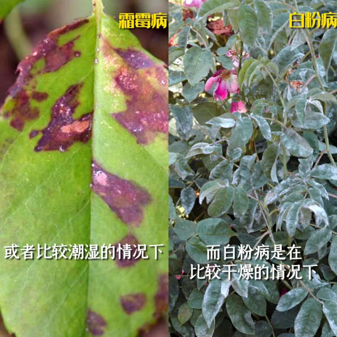 既然选择养月季，那么就一定得知道怎么防病虫害