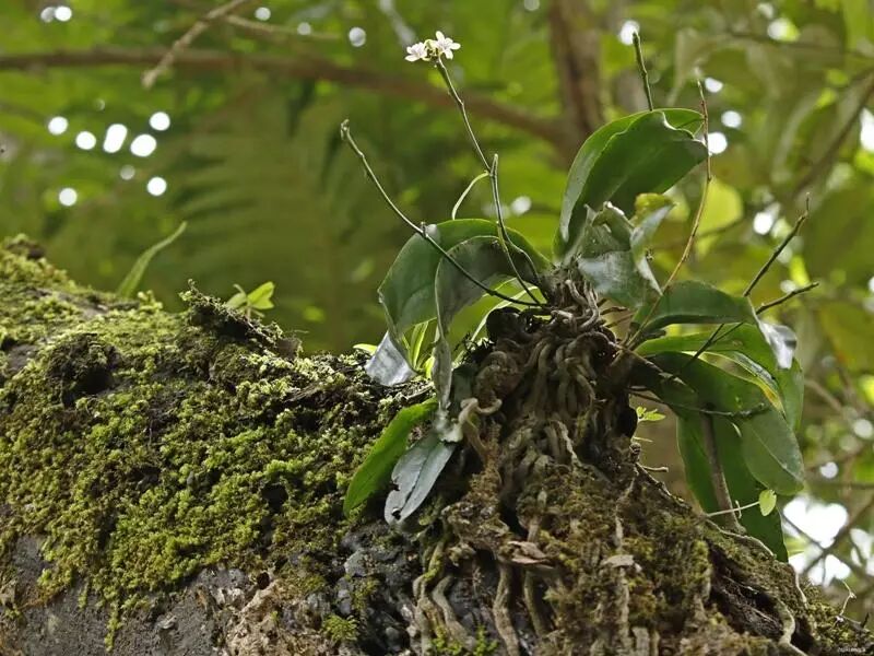 蝴蝶兰3问 看完后蝴蝶兰养死都难 塔莎的花园 微信公众号文章阅读 Wemp
