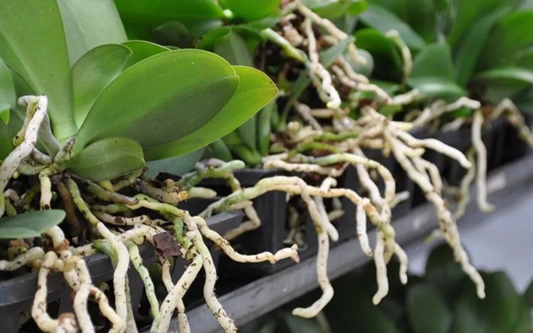 蝴蝶兰3问 看完后蝴蝶兰养死都难 塔莎的花园 微信公众号文章阅读 Wemp