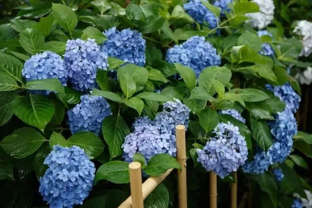 绣球怎么养，怎么调色？