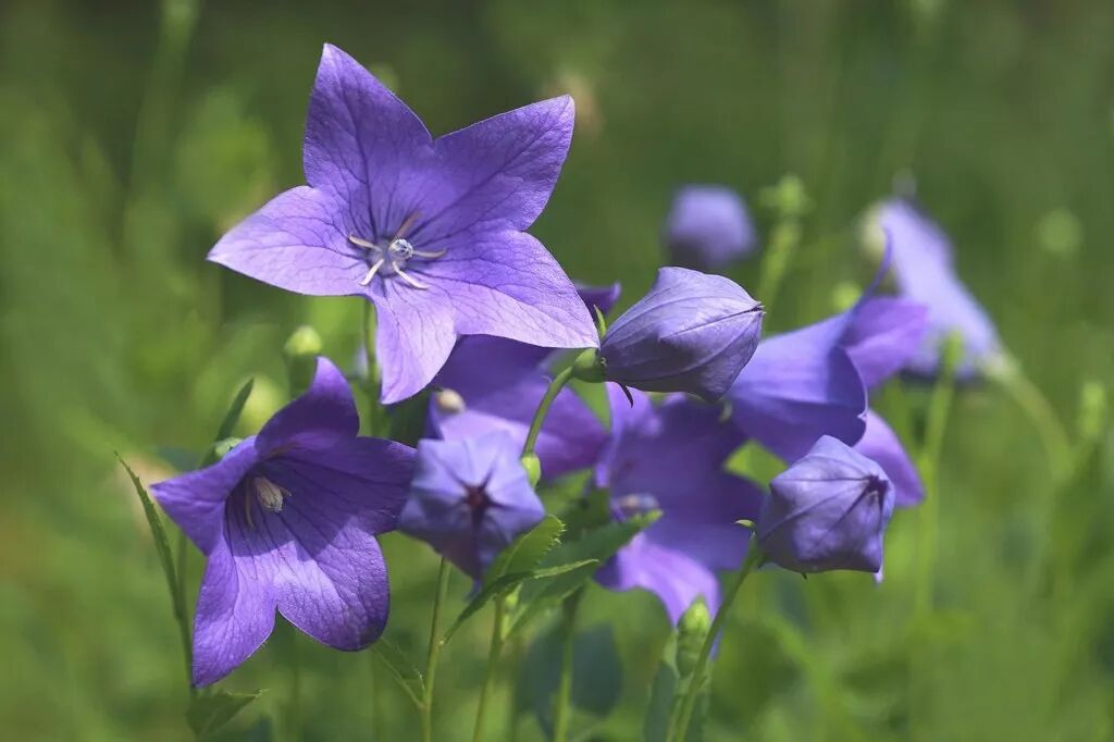 星型花