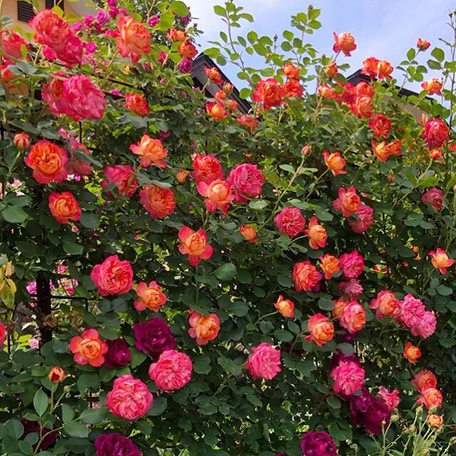 对于月季的病虫害，解决清单来了！