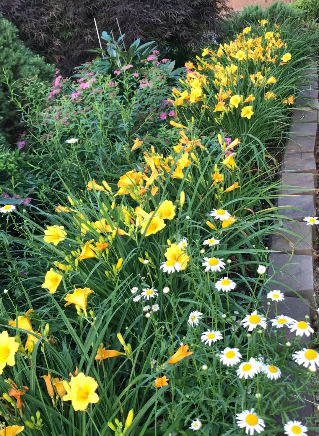 花友来稿 我们的小花园打造记录 塔莎的花园 微信公众号文章阅读 Wemp