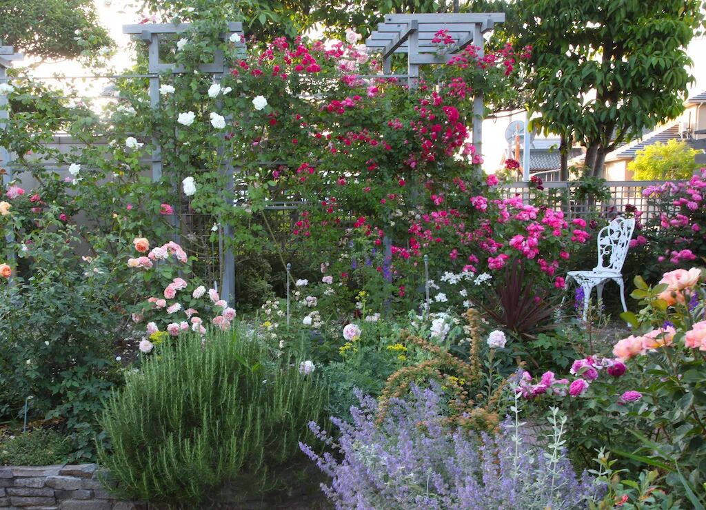 代表爱和美好 —— 月季