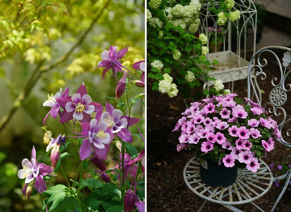 抓住四月的尾巴，赶紧对花园里的植物修剪施肥打药