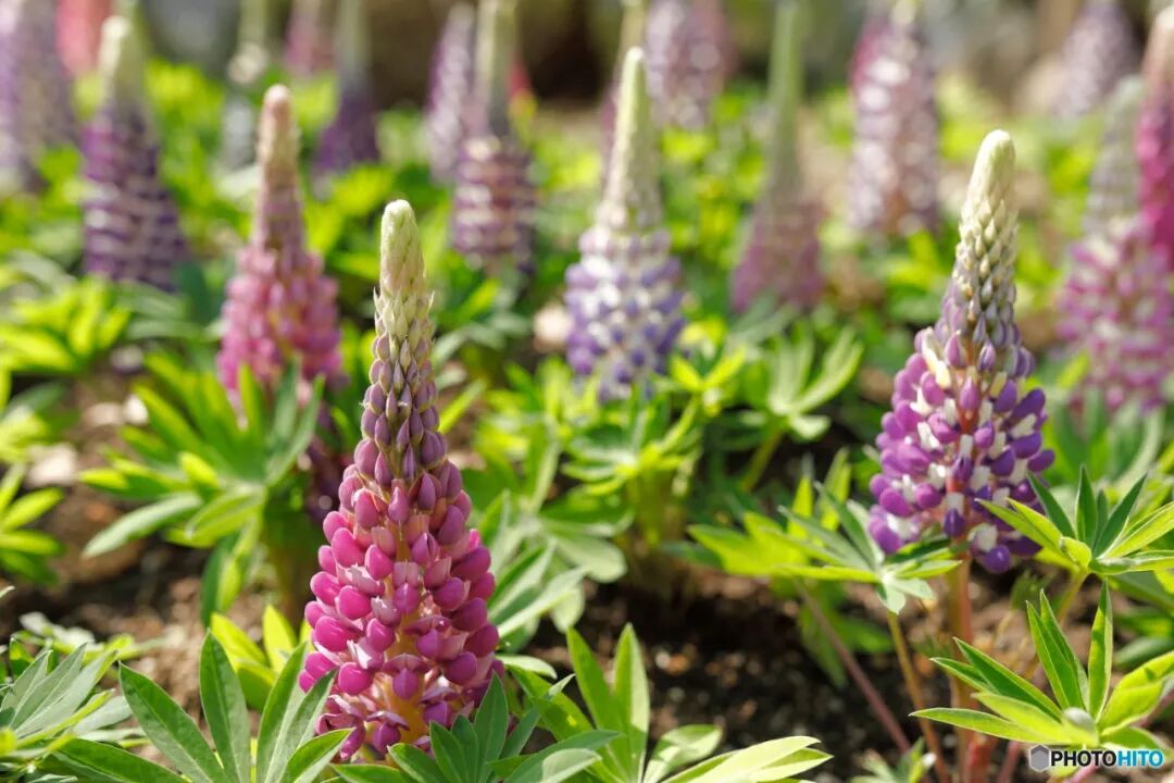 母亲花 鲁冰花 免费送 塔莎的花园 塔莎园艺 微信公众号文章