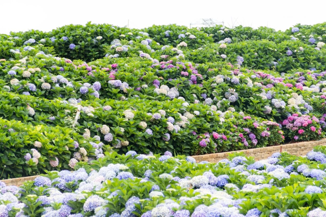 园丁的6月花事，顶着烈日还有这么多多多多的事要做