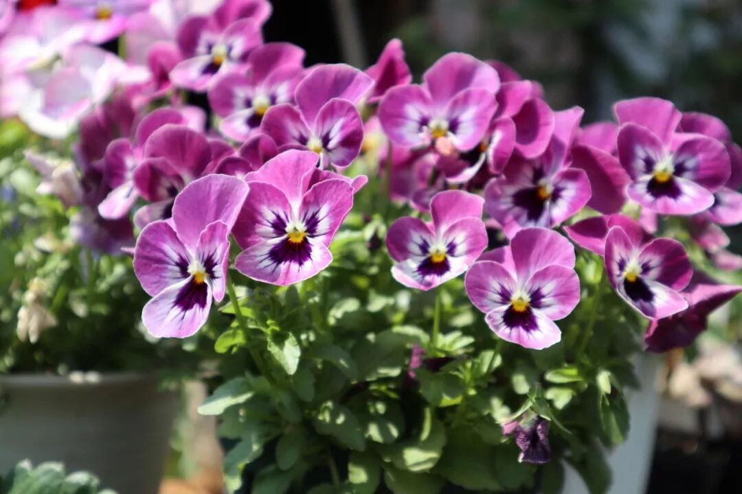 百搭角堇，爆盆180天！