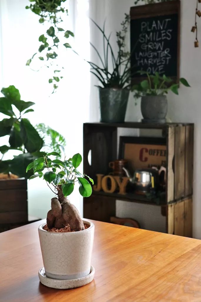 向绿植店店长学习 用观叶植物和杂货装饰室内的诀窍 塔莎的花园 微信公众号文章阅读 Wemp