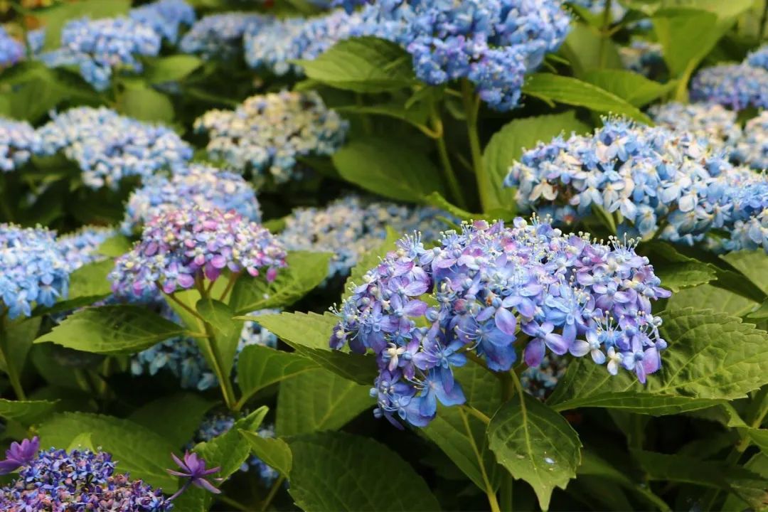 六月花事丨没有什么时刻 比梅雨季更适合扦插 塔莎的花园 微信公众号文章阅读 Wemp