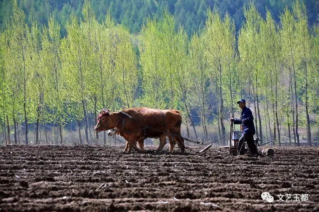 情缠乡村玉米地_情缠乡村玉米地_情缠乡村玉米地