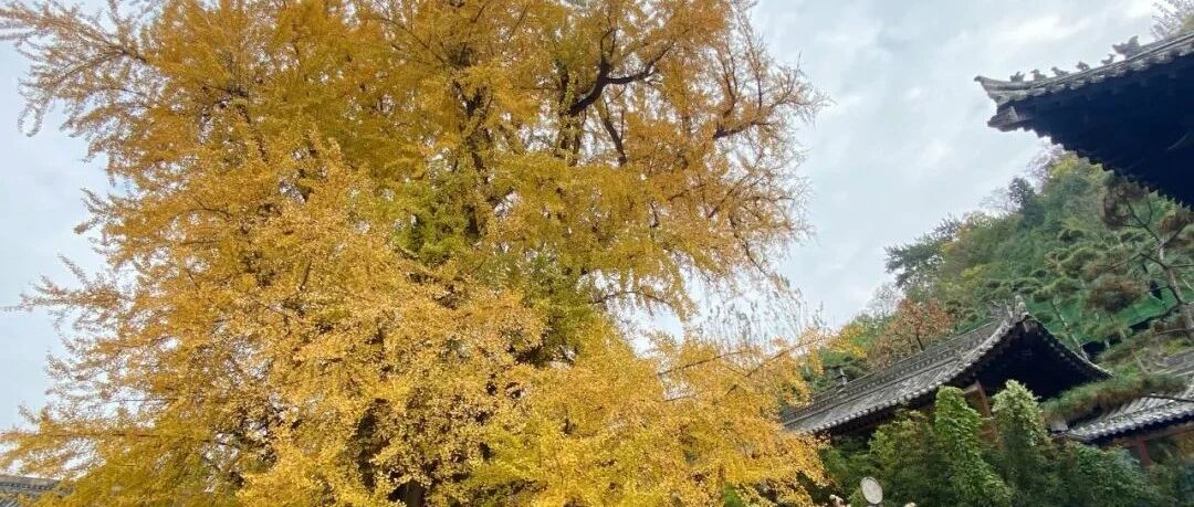 终于出太阳了！你是在秋游，还是在去秋游的路上？