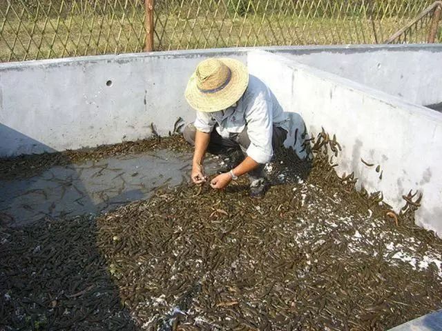 致富经养鱼一年多赚1000万_致富经养鱼_致富经养鱼视频大全集