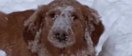 网友第一次带大金毛去玩雪，结果这货……直接吃出了一条雪路！