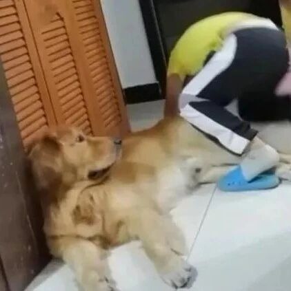 麻麻说家里的大金毛放屁了，儿子听了之后，竟然……