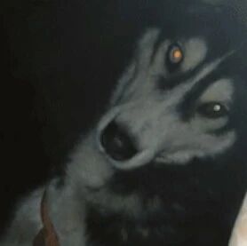 主人半夜躲在被窝里吃零食，结果一掀被子差点吓尿了…