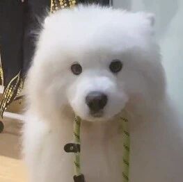 萨摩想出门，坐在主人门口等她起床，这也太乖了吧！