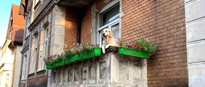 大金毛喜欢趴在阳台看风景，结果竟成了当地最火的“网红景点”...