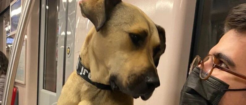 土耳其一只流浪狗火了，它每天搭地铁去旅行，网友赞爆：它还懂得先下后上！