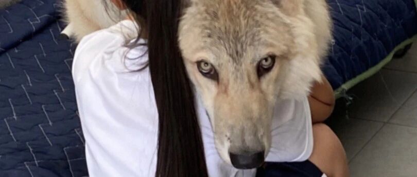 主人分享女儿和家里狗子相拥的照片，网友看了不对劲：这是野兽！