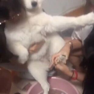 这按摩服务实在是在周到了！萨摩耶达到狗生巅峰！