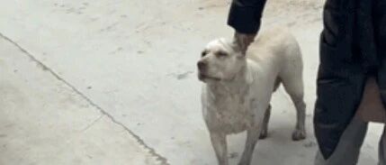 那些回村过年的狗子，都在干什么？