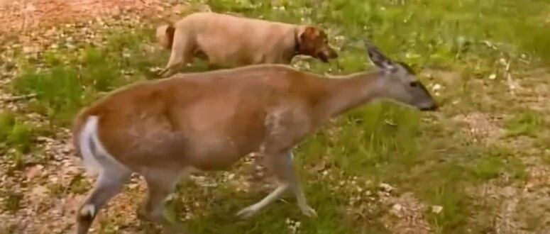 大金毛11年前救下的小鹿回来了，而且还给它带来了一个大惊喜！