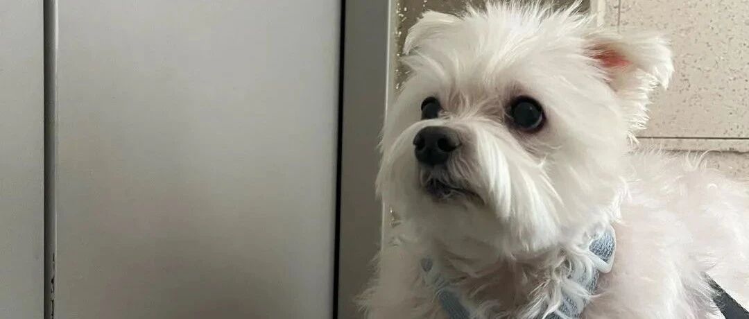 妈妈把狗狗脚上的毛剃了，网友本来很生气，但看到狗子后……可爱哭了！