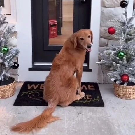 主人给家里的两只金毛专门建了套独栋别墅……那个，介意给我腾个窝吗？