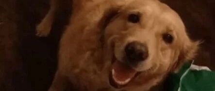 主人扫院子里的落叶时偶遇家里的警卫大金毛，结果……这狗也太懒了吧！