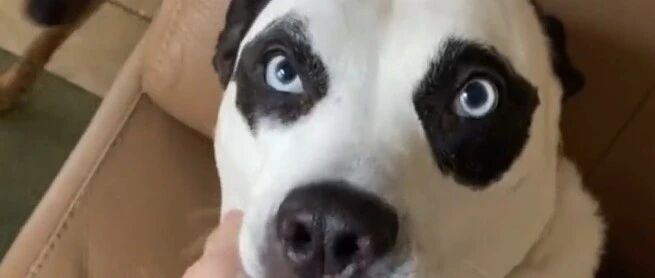 铲屎官说他家的三只狗长得特别像，网友看了后笑喷了：不能说很像，只能说一毛一样！