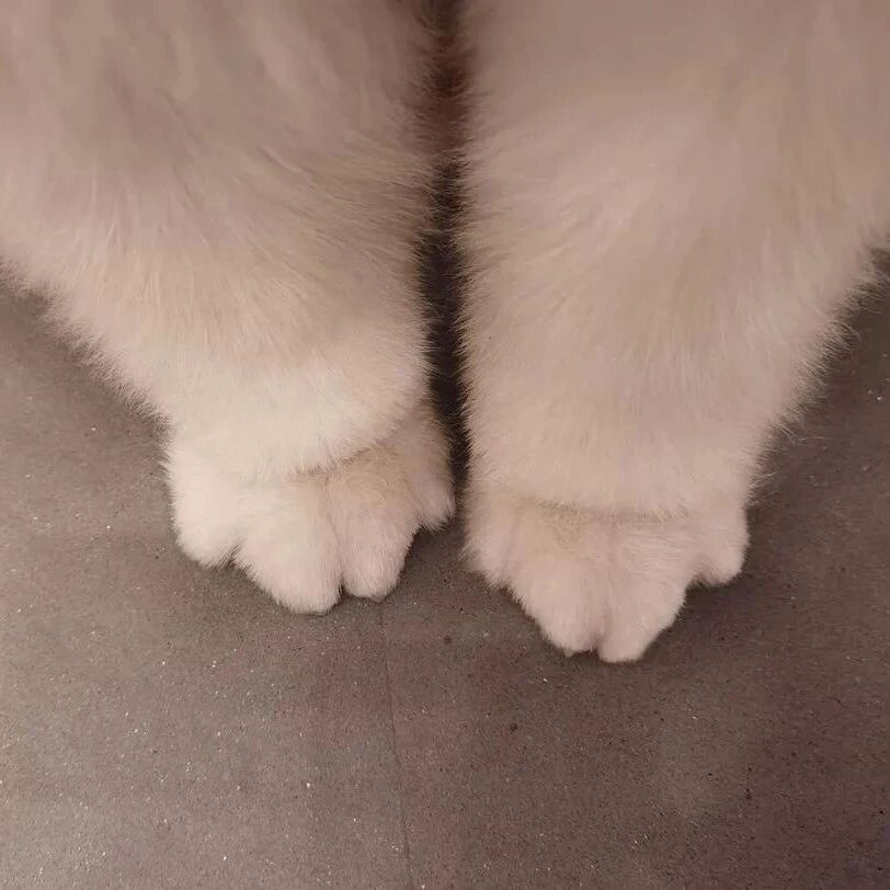 主人晒出一组家里狗狗小脚丫的照片，网友疯狂点赞：可爱哭了！