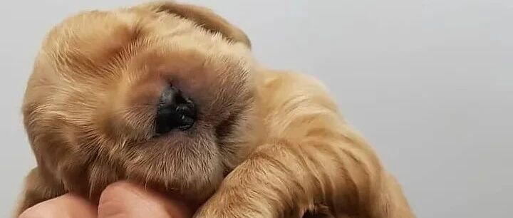 主人晒出家里狗狗小时候和现在的对比照，全网被萌哭：它一点儿没变！