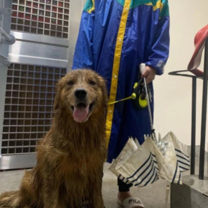 暴雨天大金毛坚持要出去尿尿，回来后主人直接崩溃：要洗四个小时啊！