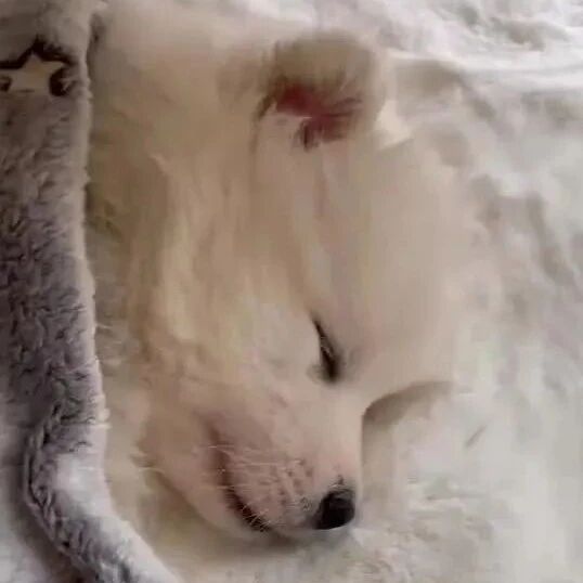 睡觉还在吧唧嘴的小萨摩，这是梦到什么好吃的呀！？